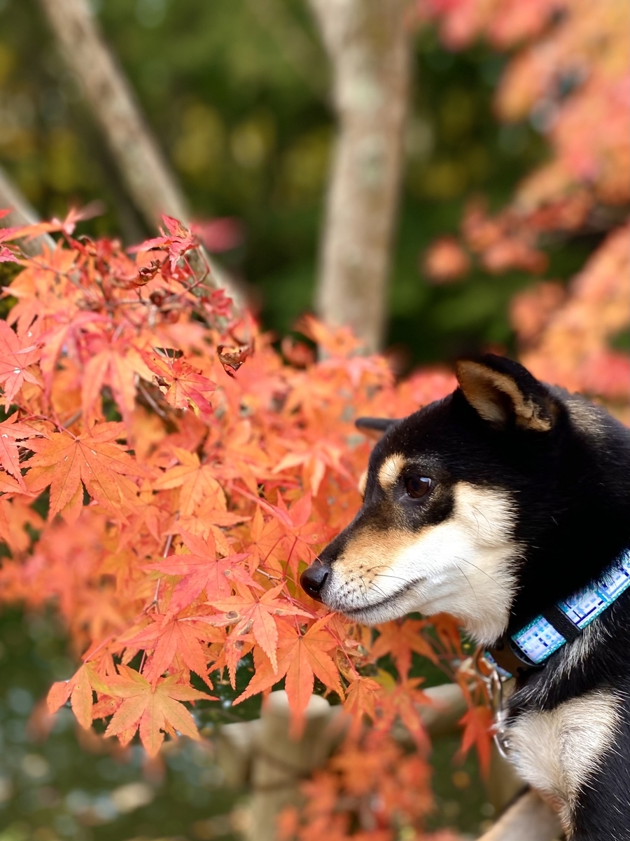 星のや軽井沢 犬と泊まれる「庭路地の部屋」もふもふウォーカ