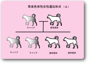 コロコロの柴犬の子犬♡ お母さん柴犬と遊びたくてよちよち歩きまわる♪いぬのきもちWEB MAGAZINE