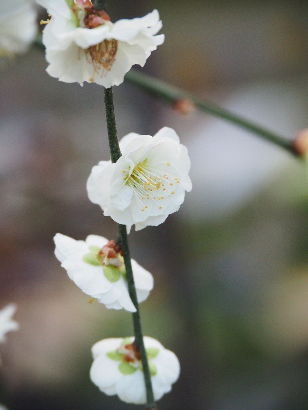 梅の花言葉は？梅はいつの誕生花？桜桃梅の花プレゼント・ギフト特集イイハナ