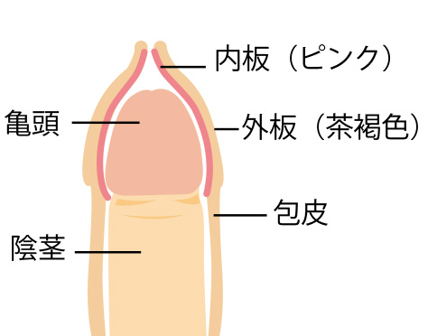 潜在的な包茎｜包茎の手術や治療は認定専門医に！[東京・大阪]