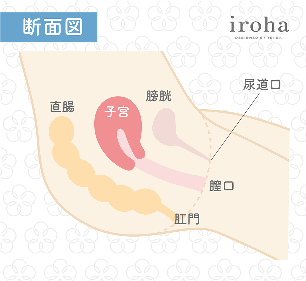 女性のバイブの使い方！初心者のイク当て方 - 夜の保健室