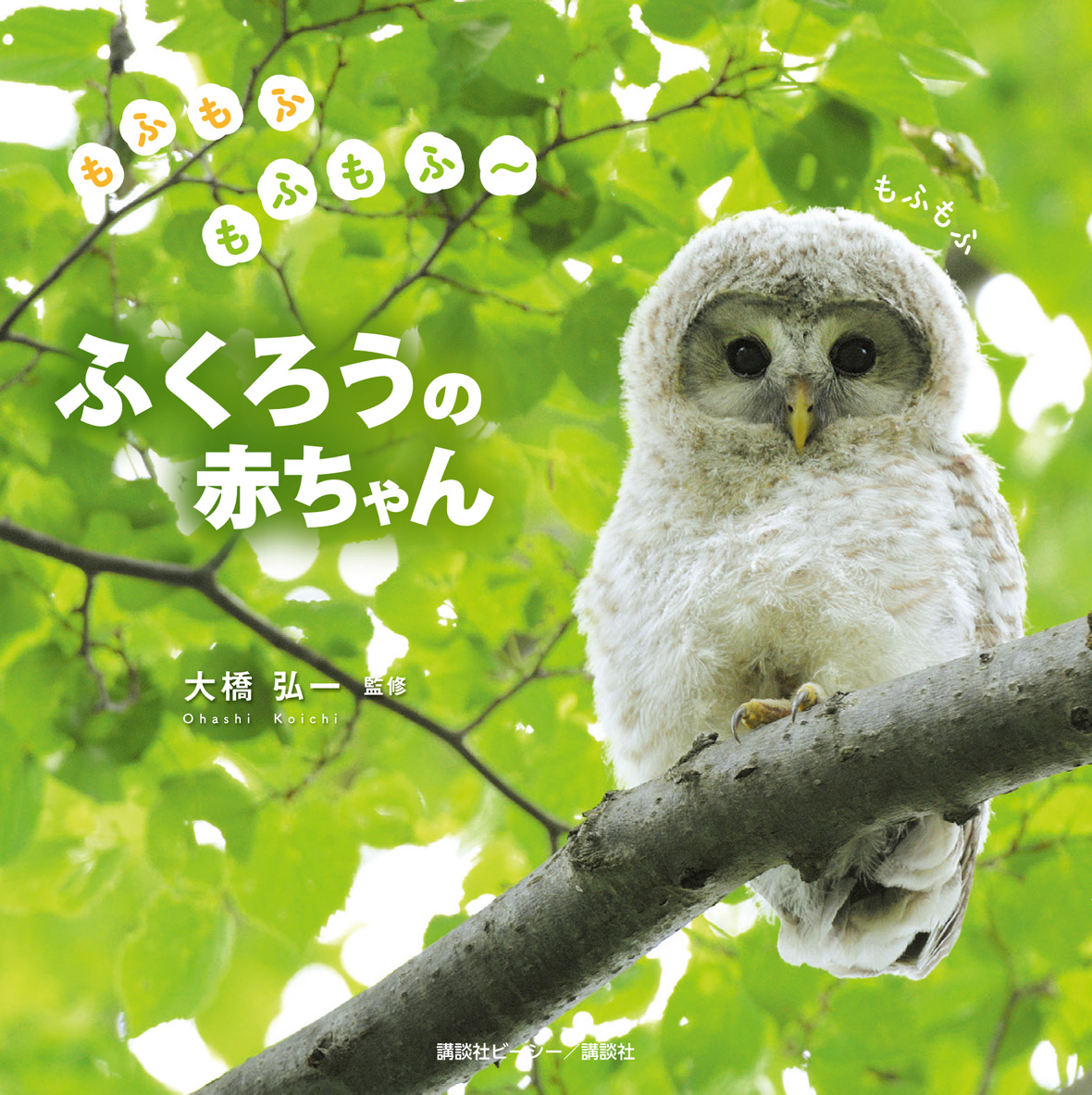 フクロウ 写真素材747045- フォトライブラリ