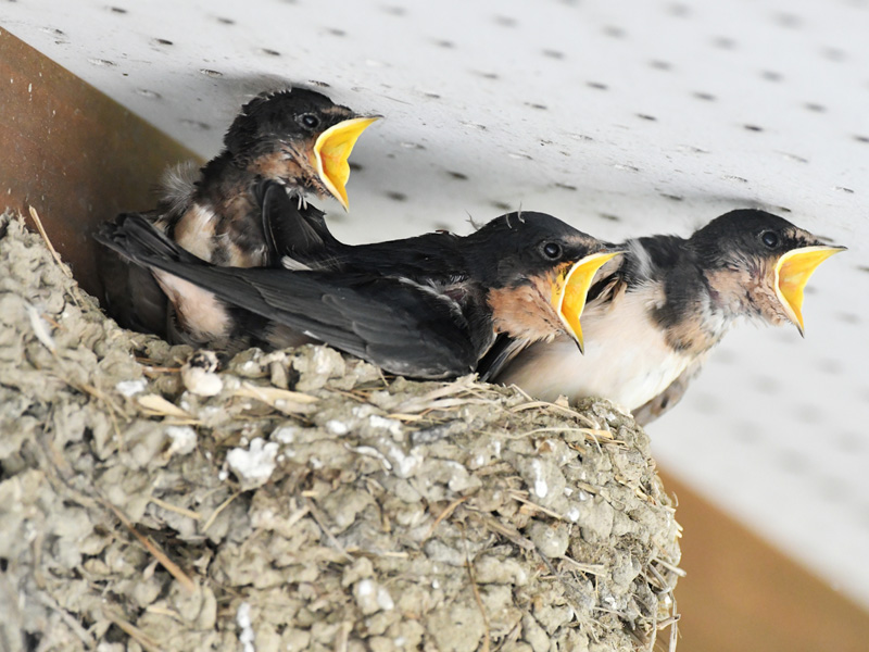 ツバメ - Wikipedia