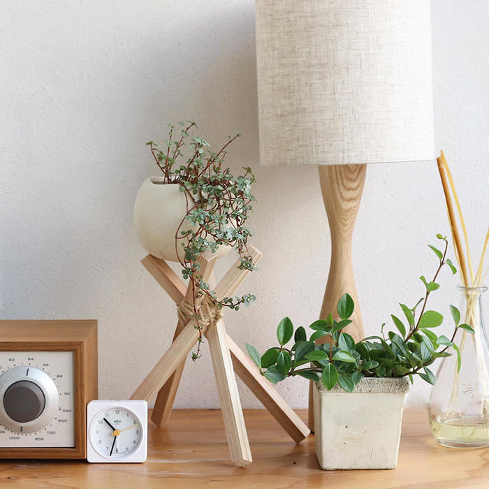 一人暮らしにおすすめの観葉植物の通販HitoHana ひとはな