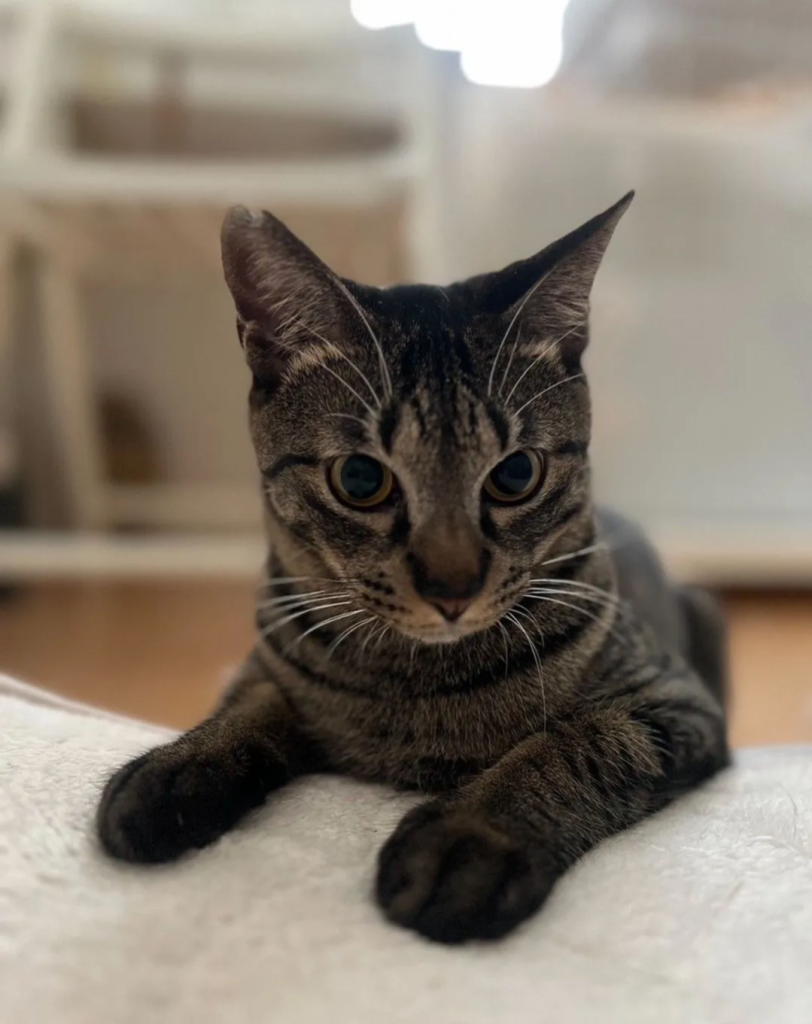 目がクリクリな男の子小田切清輝