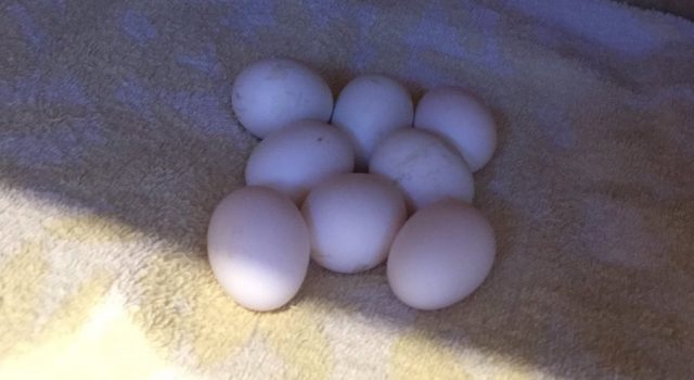 フクロウ - Wikipedia