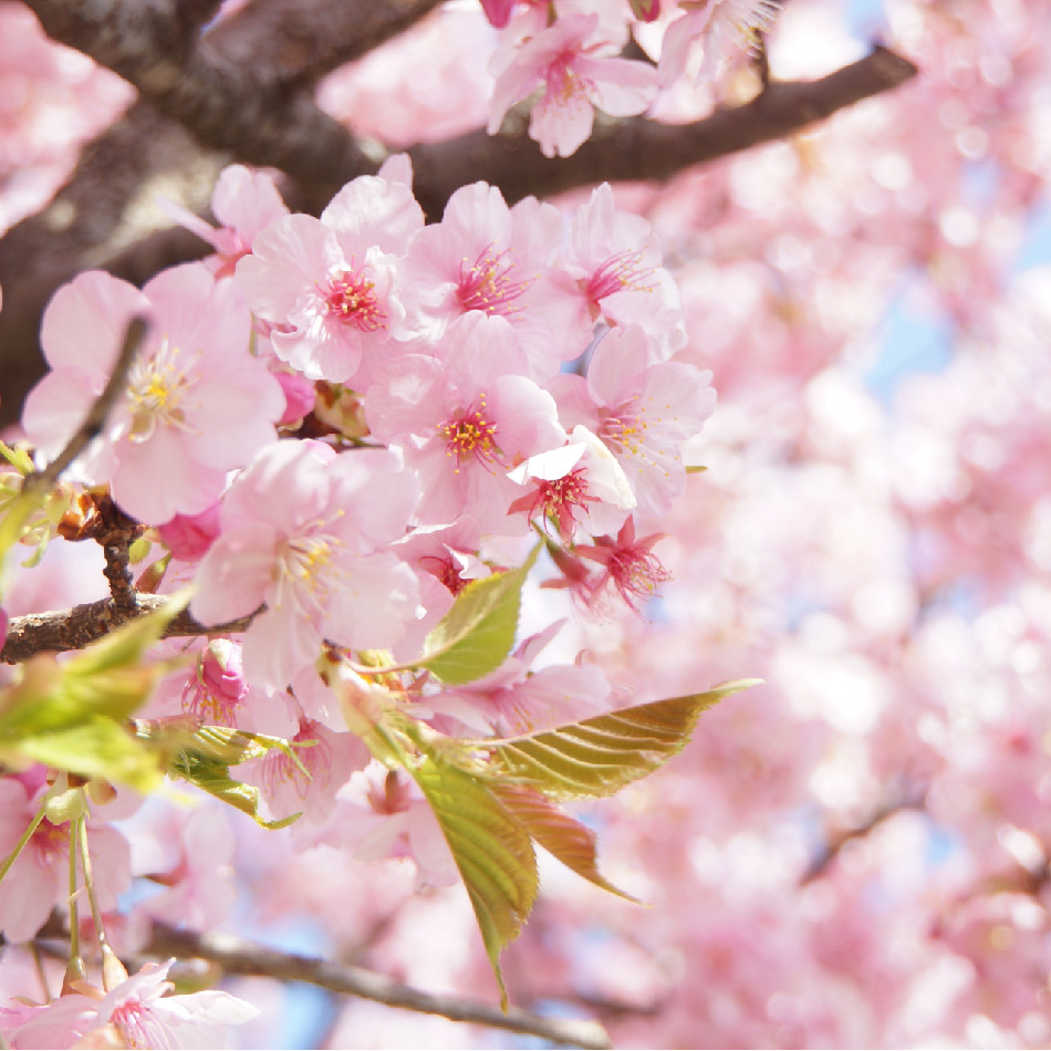 4月の誕生花一覧誕生花の紹介・花言葉・花言葉の由来を紹介！花を知る場所