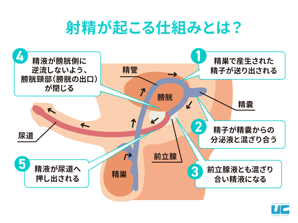 どうやってするの？ | SEXOLOGY