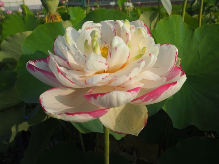 ちゃみ@CoCTRPG 新規制限中 on X: 