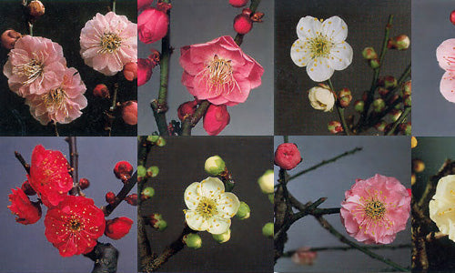 ピンクの梅の花 写真素材4816145- フォトライブラリ