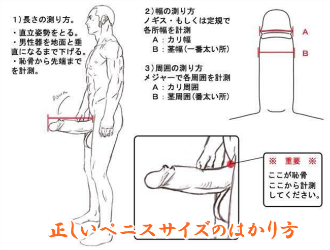 トイレットペーパーを使ったペニスの大きさと太さの測り方を紹介！｜風じゃマガジン