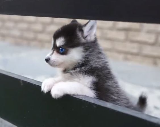 祖父母・孫、シニアと子供のイラストセット 線あり221259658 毎月1点無料 フリー のストックフォト イメージマート