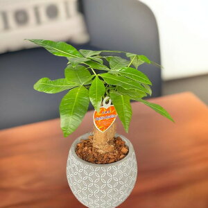 子供部屋に置くおすすめ観葉植物通販HitoHana ひとはな