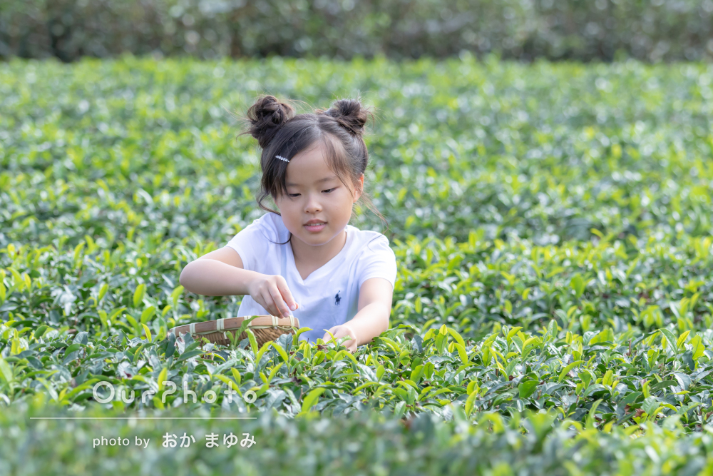 園児が茶摘み「めちゃおいしかった」 春日部埼玉毎日新聞