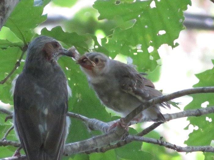 庭に来る色とりどりな鳥たち姫路市・加古川市周辺でおしゃれな注文住宅を建てるならヤマヒロ