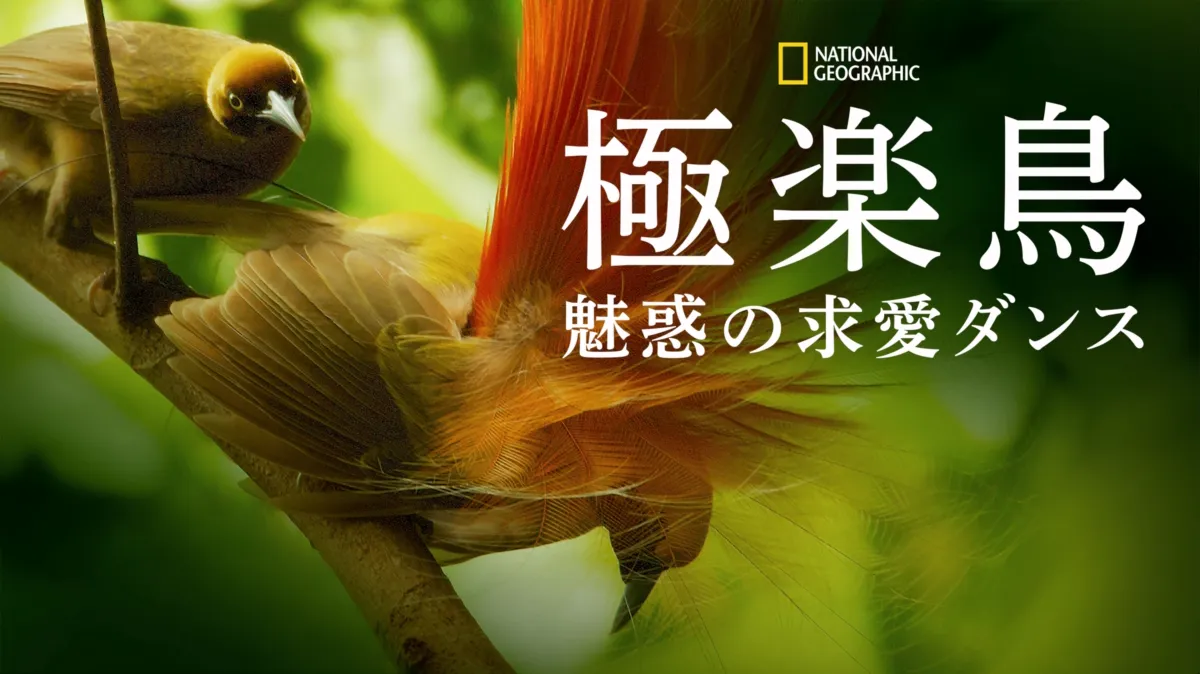 特集：ニューギニアの極楽鳥 魅惑のダンス 2007年7月号 ナショナルジオグラフィック NATIONAL GEOGRAPHIC.JP