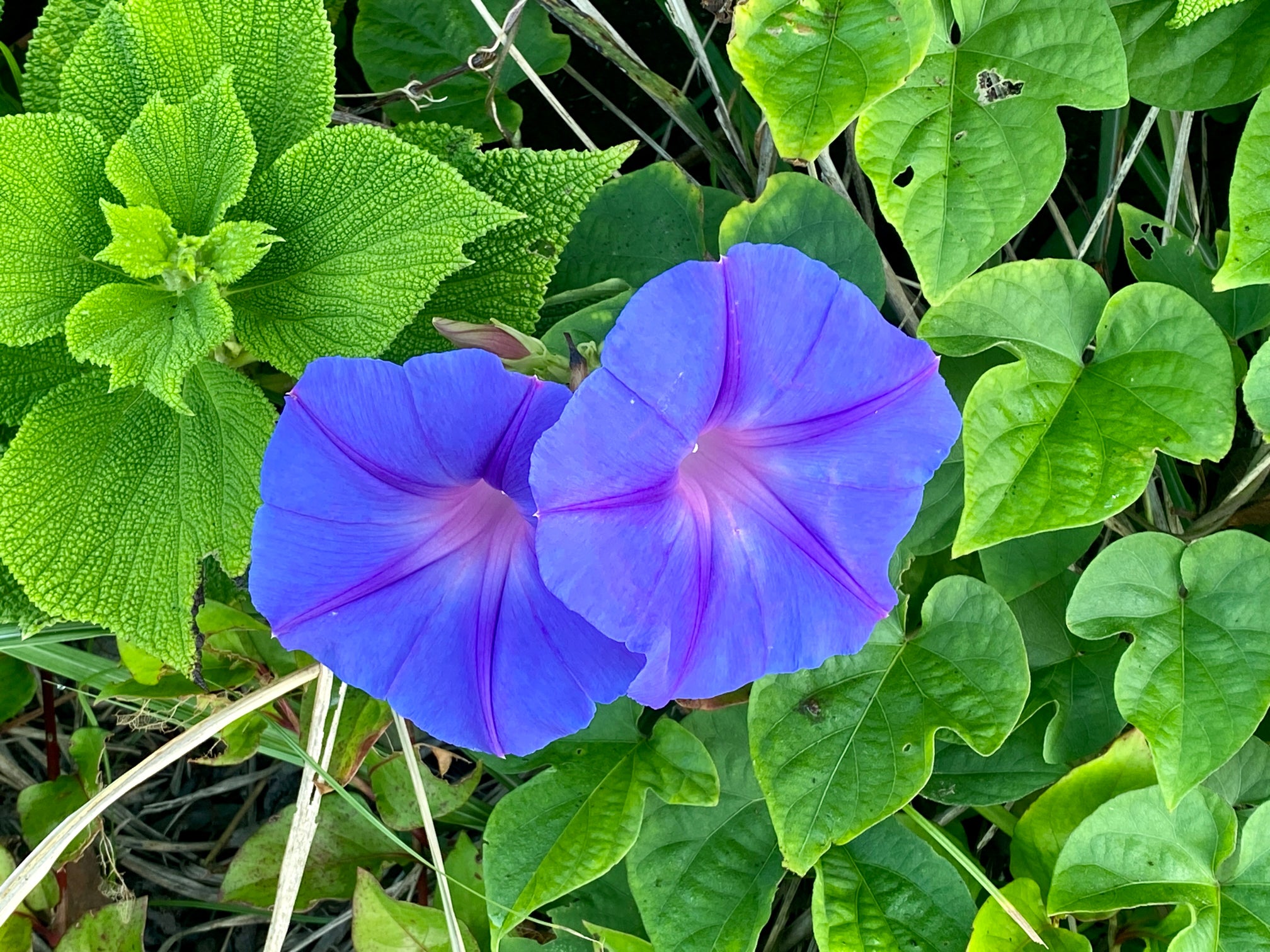 友情」や「親交」の花言葉を持つ花LOVEGREEN ラブグリーン