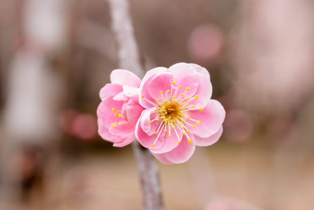 ウメ 花梅 ：大盃nae-yaherbal tree shop ハーバルツリーショップ なえやnae-yaherbal tree shopハーバルツリーショップ なえや