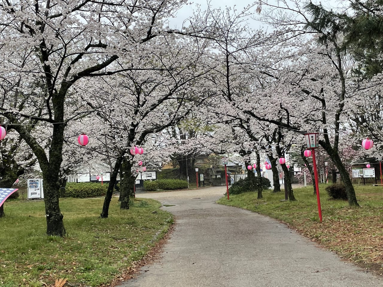 終了しました】「春まつり（さくら）」開催中｜最新情報【 2022.03 】｜ええじゃないか豊橋｜豊橋の観光とお土産ガイド