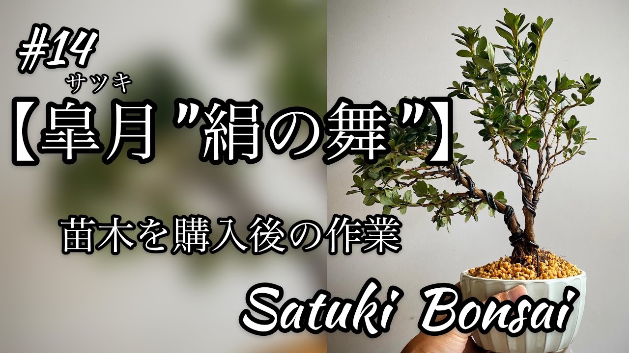 サツキ（品種 立山の舞） 毎年咲きます ミニ盆栽 盆栽