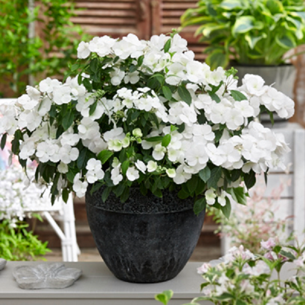 アジサイの常識を覆す品種「ラグランジア® ブライダルシャワー」PROVEN WINNERSPW植物の国際ブランド