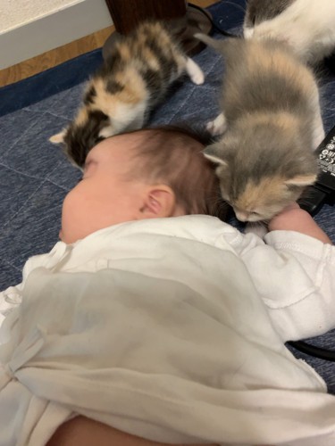 猫の思いやりに、飼い主もびっくり 仲が良すぎる赤ちゃんと猫