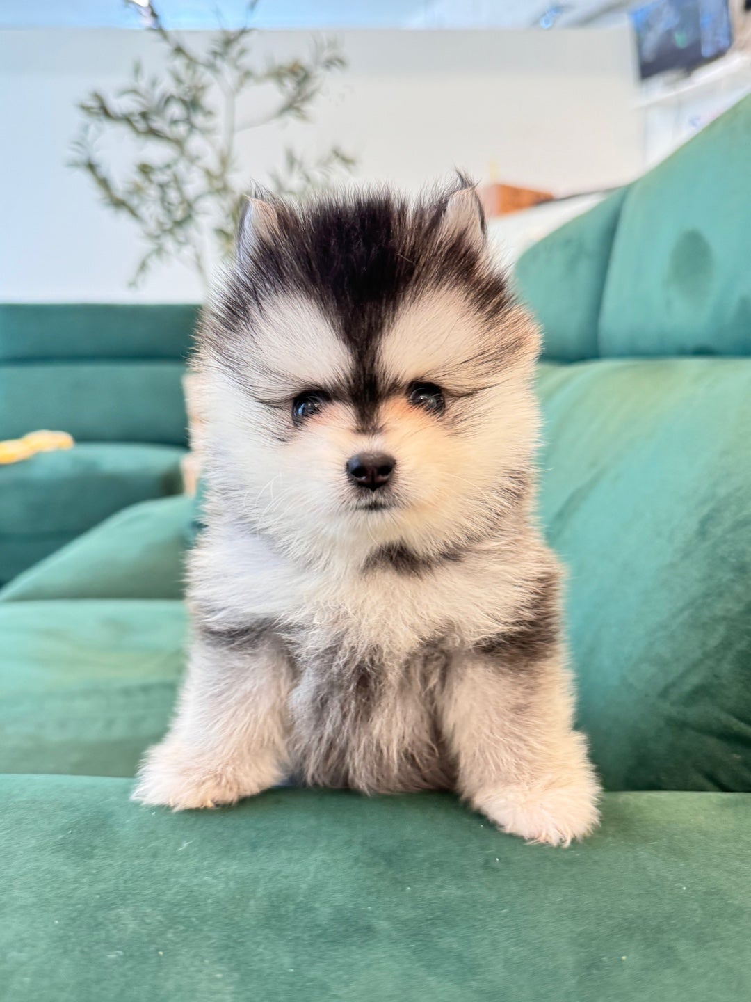 ポンスキー仔犬のご紹介お迎え可能です🐾TikTok