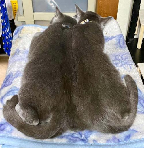 ぎゅっと抱き合う姿が尊すぎる ！仲良しな“猫の兄弟”の生活を飼い主さんに聞く « 女子SPA