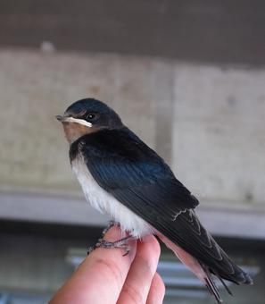 コラム：毎年やって来る燕は同じ燕なのか？名古屋市熱田区にある自然に囲まれた緑の幼稚園