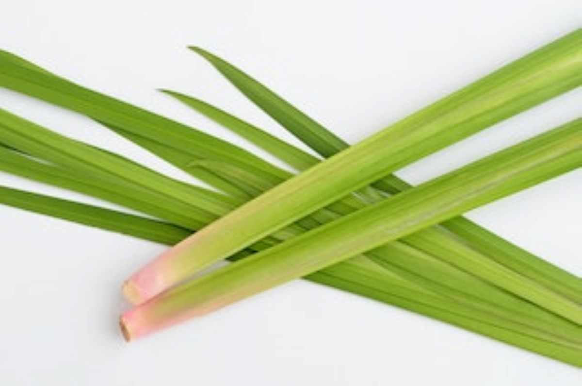 年に一度の菖蒲湯 しょうぶゆ は古代中国の邪気祓い!人形の東玉