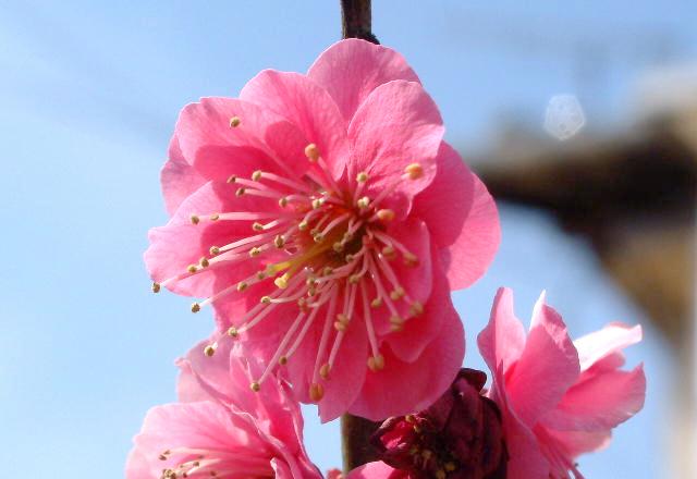 ウメ 花梅 ：しだれ梅・白nae-yaherbal tree shop ハーバルツリーショップ なえやnae-yaherbal treeshop ハーバルツリーショップ なえや