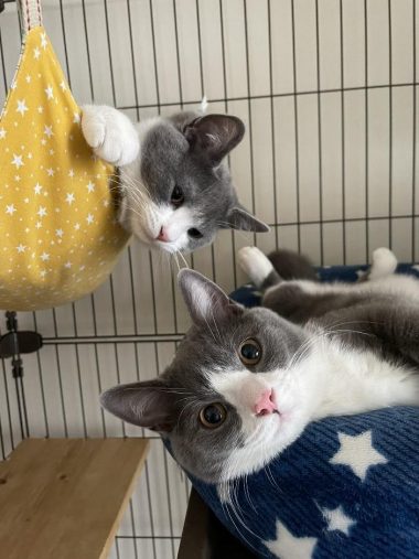 仲良し猫ちゃん兄弟 - No: 23009378写真素材なら「写真AC」無料 フリー ダウンロードOK