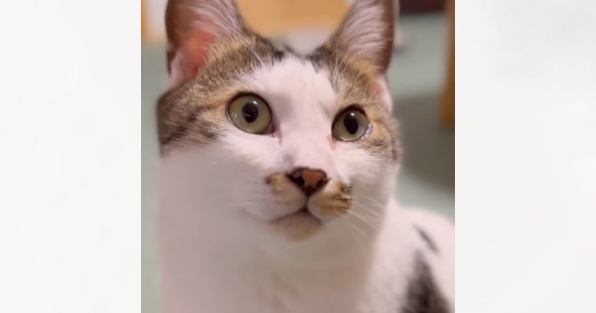 愛しても、愛しても、愛し切れない愛されない 2 2とうや🧭9 14プリステ ウマ06さんのマンガツイコミ 仮