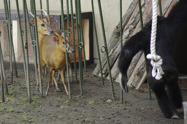 キョンの角が落ちた