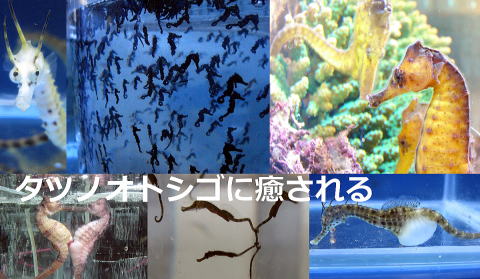 タツノオトシゴの正体に迫る！ ユニークな姿に不思議な生態、ダイビングの人気種までダイビングと海の総合サイト・オーシャナ