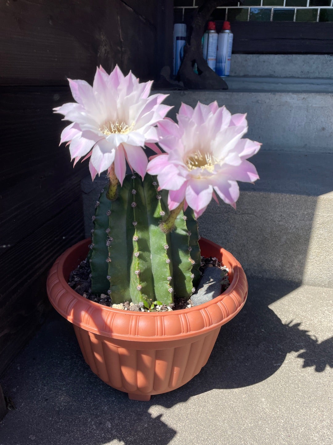 「田んぼの学校」校長に！大桃美代子が福島県矢吹町で挑む「後継者育成」と「生きた化石」農法Smart FLASH スマフラ 光文社週刊誌