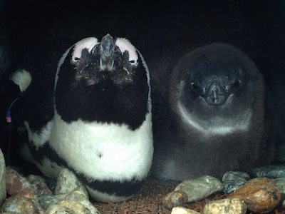 ペンギンの赤ちゃん水泳ポーズ3Dモデル - TurboSquid 1428930