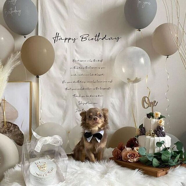 愛犬に最高の誕生日プレゼントを贈ろう！おすすめのグッズや手作りケーキなど15選INUNAVI いぬなび