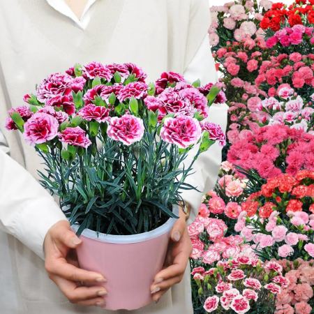 なぜ母の日に赤いカーネーションを贈るの？その由来や色別の花言葉を紹介！ – 土と風の植物園