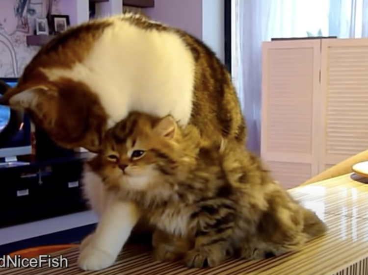 仲良し兄弟猫太極拳と猫とゆるかな日々♪