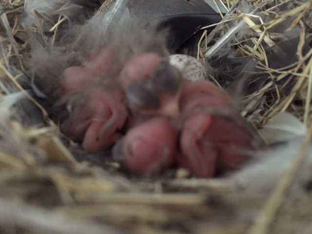 配布資料 今日から始める自然観察「日本で子育てするツバメの暮らし」知ろう、自然のこと日本自然保護協会オフィシャルサイト
