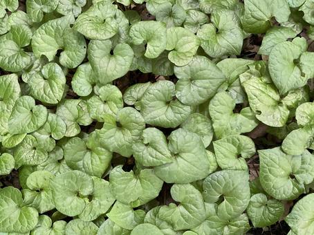 葵 あおい並寸 ブラック