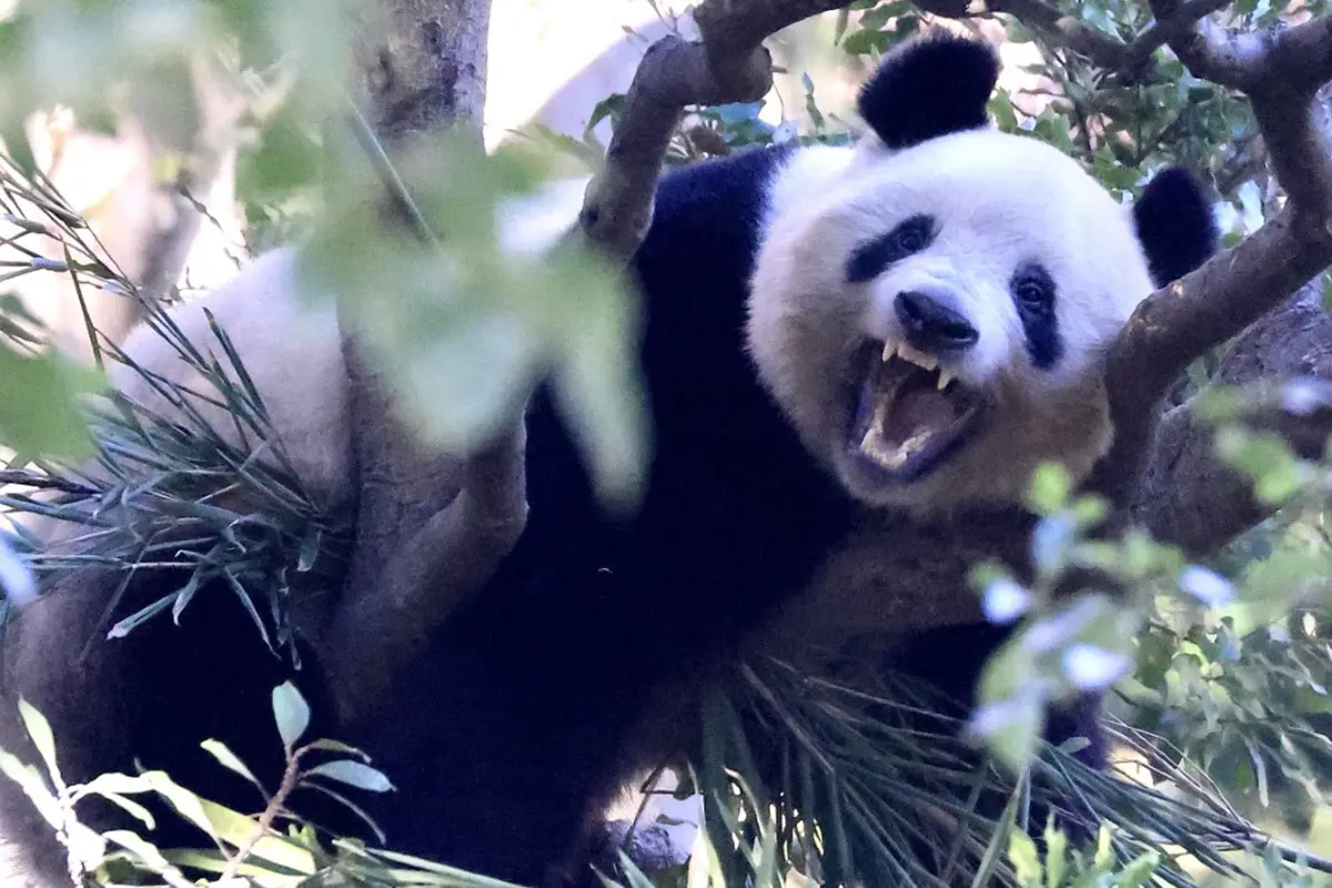 女性のフェイス シート マスクはデザイン テンプレートです顔のパンダのマスクでかわいい女の子とパッケージのサンプル -アイデアのベクターアート素材や画像を多数ご用意 - iStock