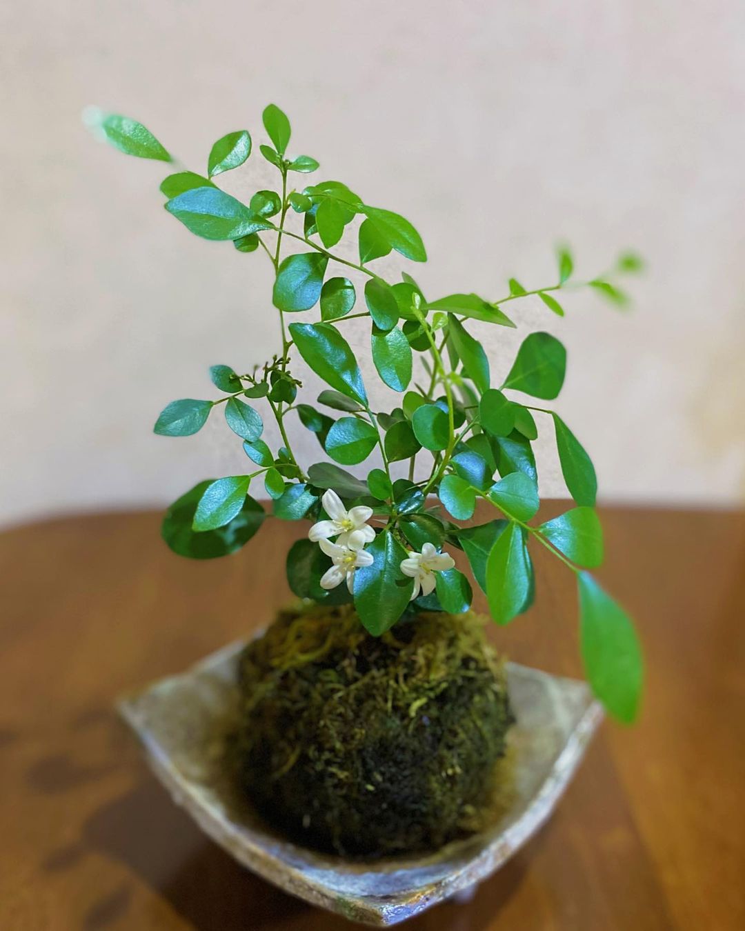 一人暮らしで花を飾るアイデア集場所や飾り方・おすすめの花を紹介＼ お花好きの黒柴さん