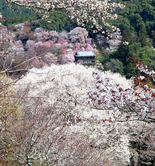 あっという間に春🌸 - ２２歳差夫婦の日常 *'ω'* ブログ