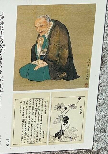 NHK 朝ドラ「らんまん」！！ - JR高知駅から徒歩4分のビジネスホテル「プチホテル高知」