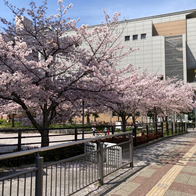 信太山新地 掲示板