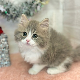 猫]神奈川県の里親募集 マンチンカン・長毛のキャリコ柄・