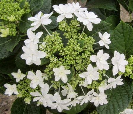 生花 秋色アジサイを使ったナチュラルブーケ結婚式 フラワー 生花 ブーケ ブートニア– 結婚式準備サイトCORDY コーディ