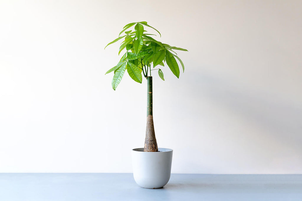 一人暮らしは花で部屋に彩りをおすすめの花と選び方や飾り方観葉植物・お花の通販 AND PLANTSアンドプランツ